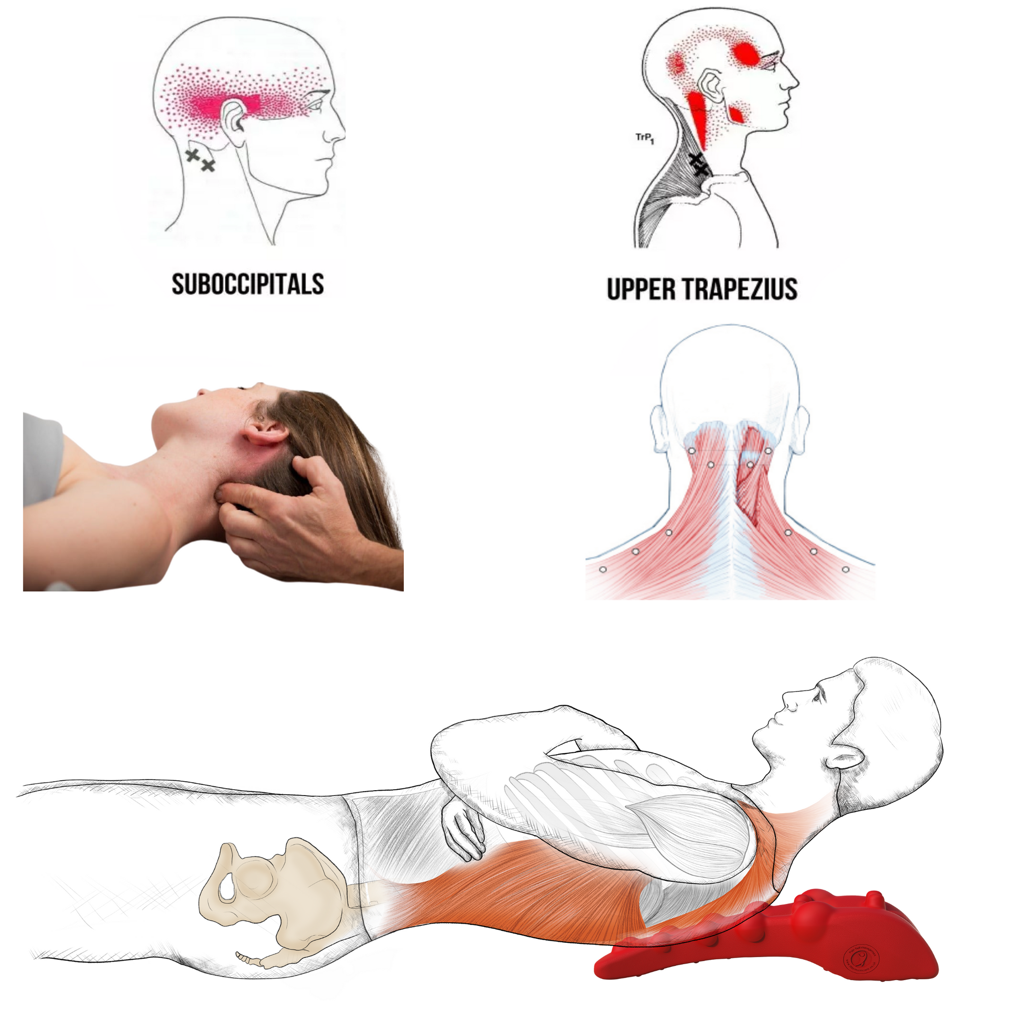 How to Self-Massage Trapezius Muscle – LittleMumcare
